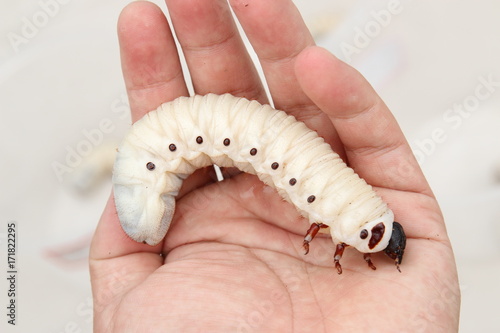 Larva of goliathus beetle photo