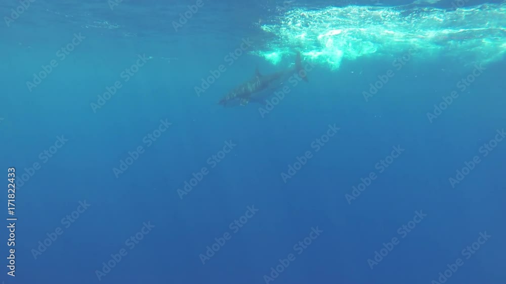 Great white shark bites bait at surface, cage diving POV Great white shark bites bait at surface, cage diving POV