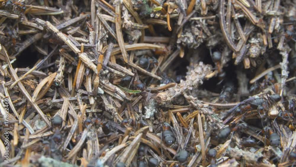 Close-up of red ants (wood ant) work together on a anthill Close-up of red ants (wood ant) work together on a anthill