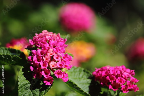 lantana