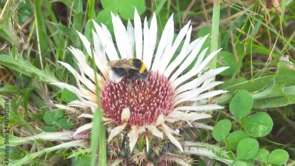 Bumble bee collects nectar in white flowers in a summer green field Bumble bee collects nectar in white flowers in a summer green field