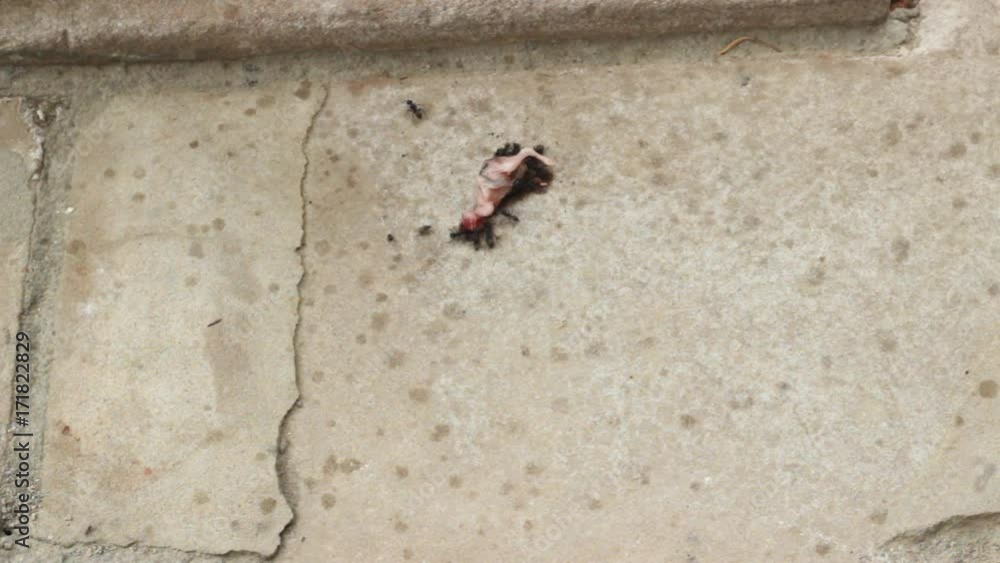 A baby bird, fallen from its' nest. A baby bird, fallen from its' nest.
