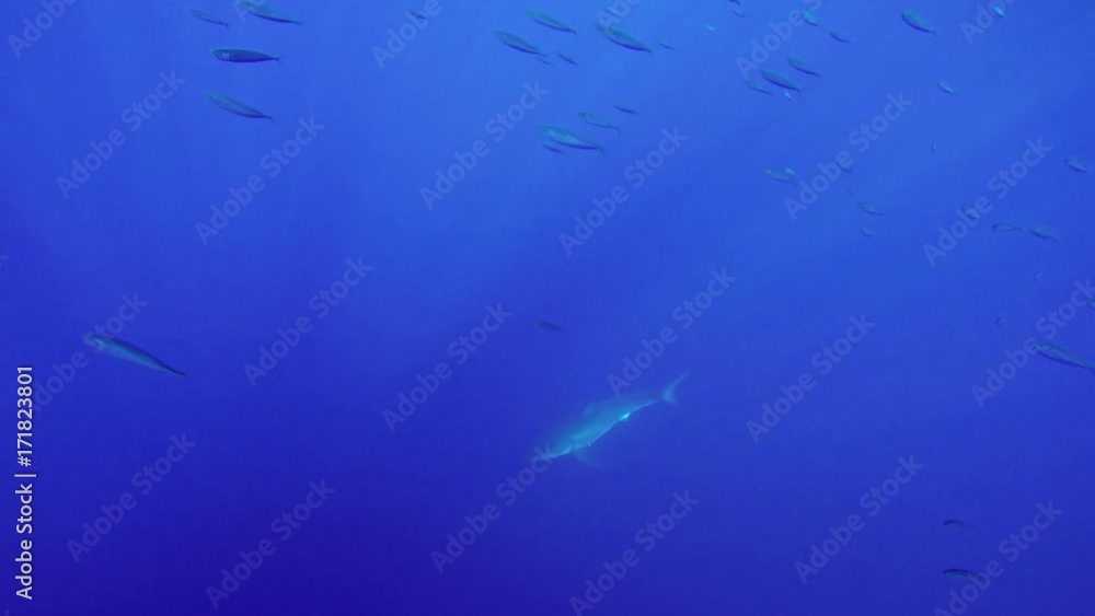 Great white shark dives in ocean depths Great white shark dives in ocean depths
