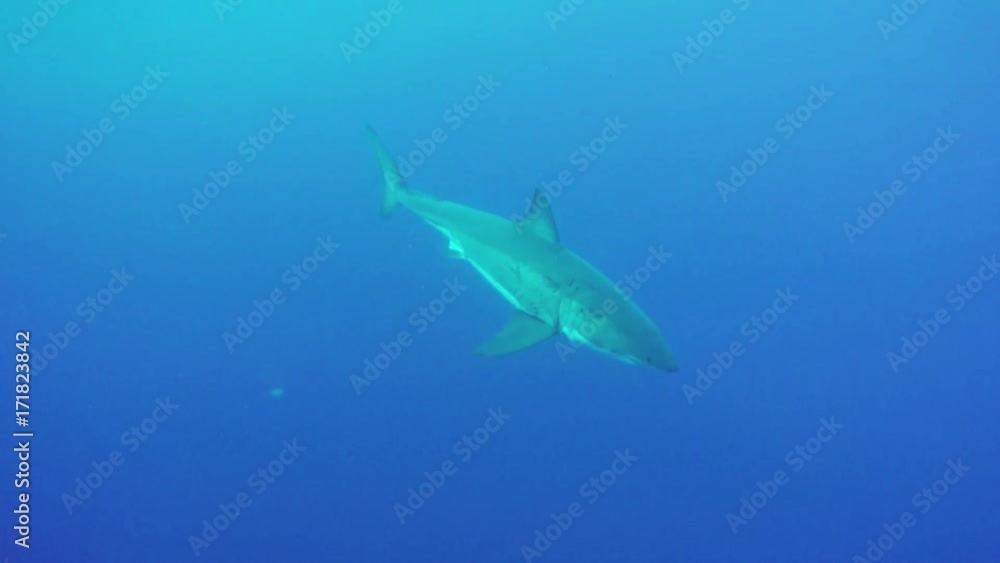 Great white shark dives into depths of ocean, Fiji Great white shark dives into depths of ocean, Fiji