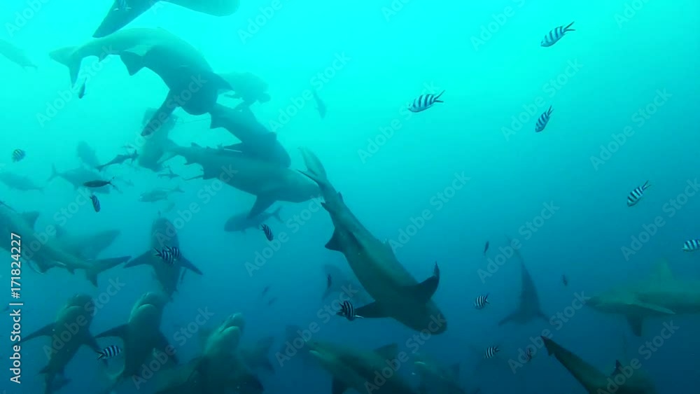 Fiji sharks in open water, POV Fiji sharks in open water, POV