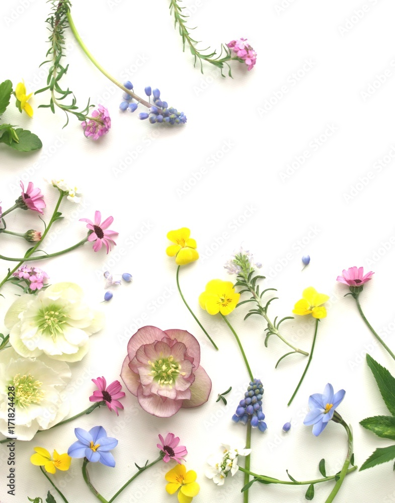 沢山の春の花の花びら 白背景 背景素材 ナチュラル Stock Photo Adobe Stock