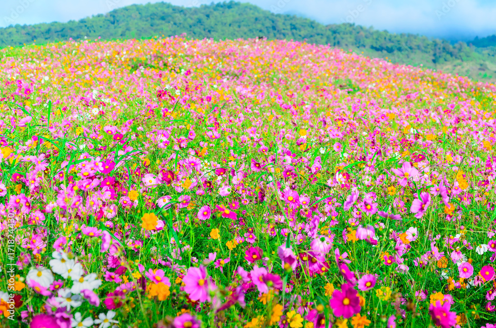 Landscape of cosmos flower field with mountain background. Landscape of cosmos flower field with mountain background.