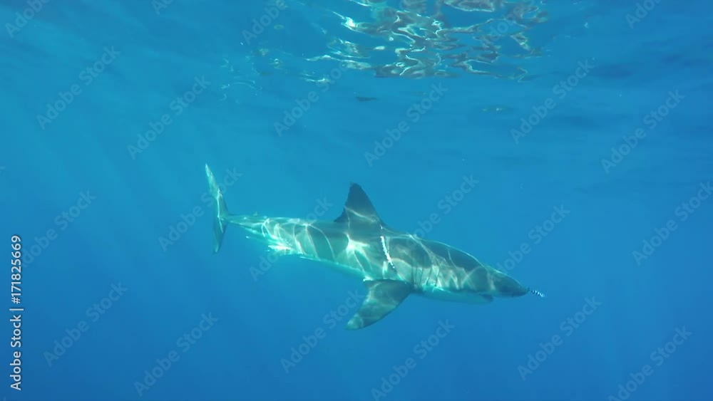 Lone great white dives deep in ocean, POV Lone great white dives deep in ocean, POV