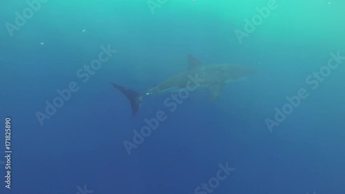 Wallpaper Mural Great white shark in deep Fiji water Torontodigital.ca