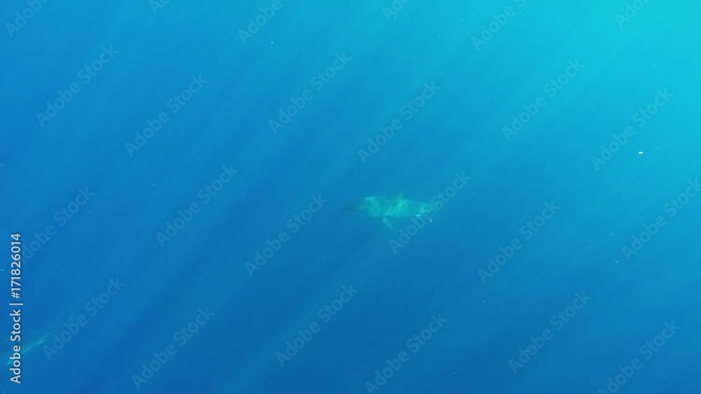 Great white shark disappears in depths of ocean, Fiji Great white shark disappears in depths of ocean, Fiji