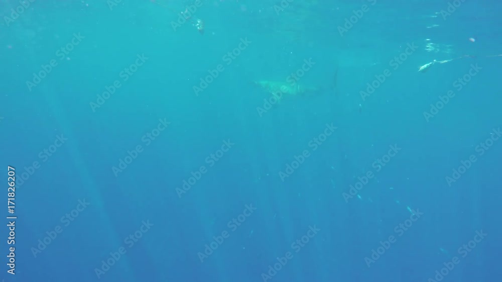 Great white shark chases bait in Fiji, POV Great white shark chases bait in Fiji, POV