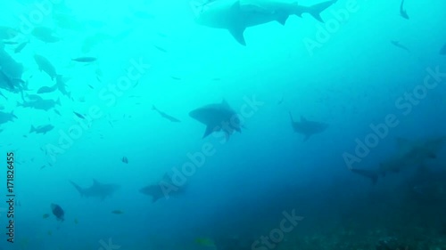 Wallpaper Mural Fiji sharks swim in deep water, POV Torontodigital.ca