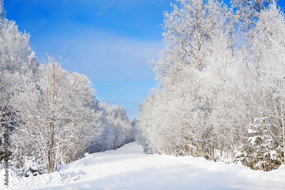 winter rural landscape with forest,snow,road and blue sky on a clear day.