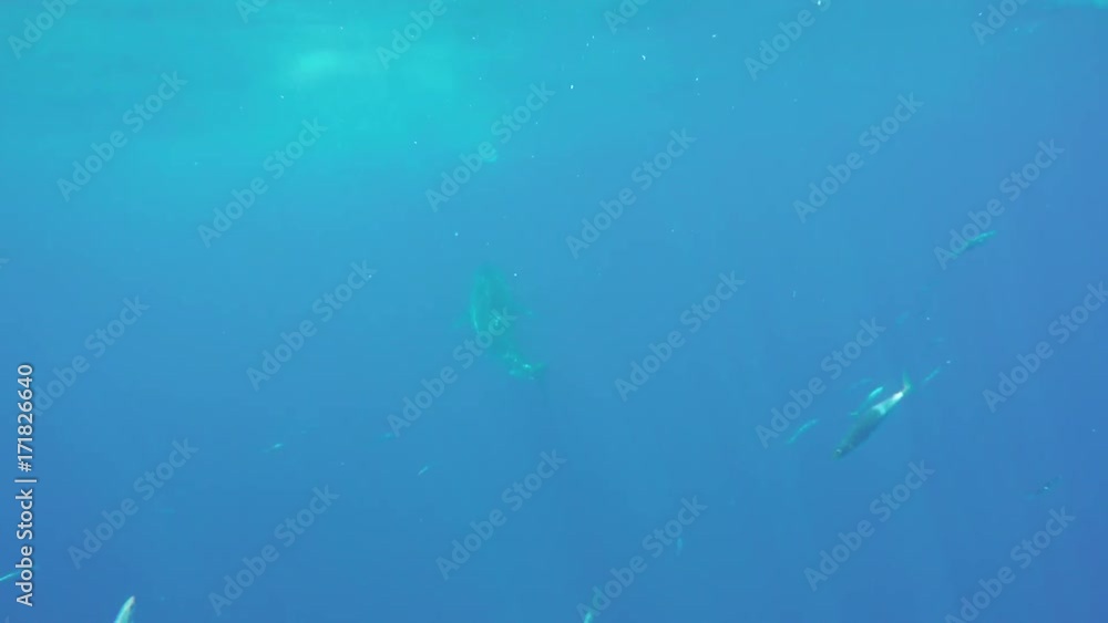 Great white shark swims in depths of ocean off coast of Fiji Great white shark swims in depths of ocean off coast of Fiji