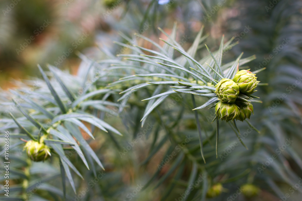Macro araucaria cones. Green coniferous branch. Monkey puzzle tree. Chilean pine Macro araucaria cones. Green coniferous branch. Monkey puzzle tree. Chilean pine