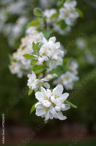White Flower Blossoms on an Apple Tree
