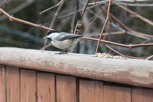 Black Capped Chickadee Eating Seeds