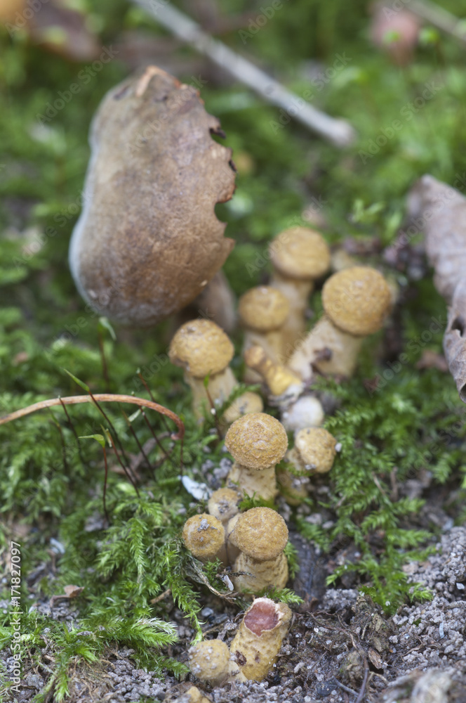 Armillaria mellea, honey fungus and Xerocomus Armillaria mellea, honey fungus and Xerocomus
