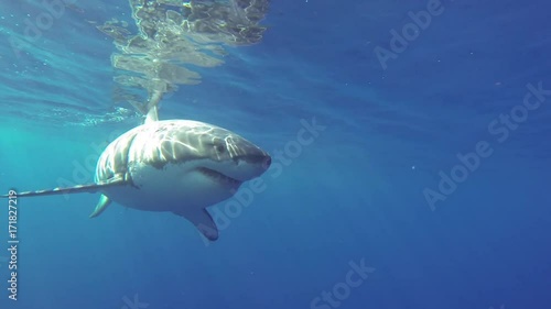 Underwater, POV, great white shark skims surface near boat