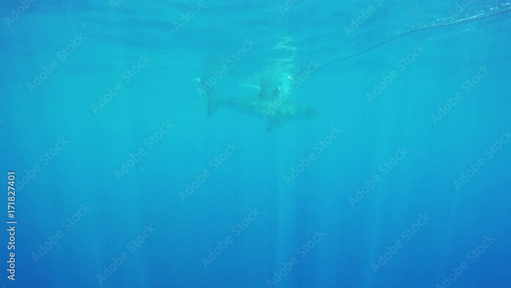 Great white shark misses moving bait, POV Great white shark misses moving bait, POV