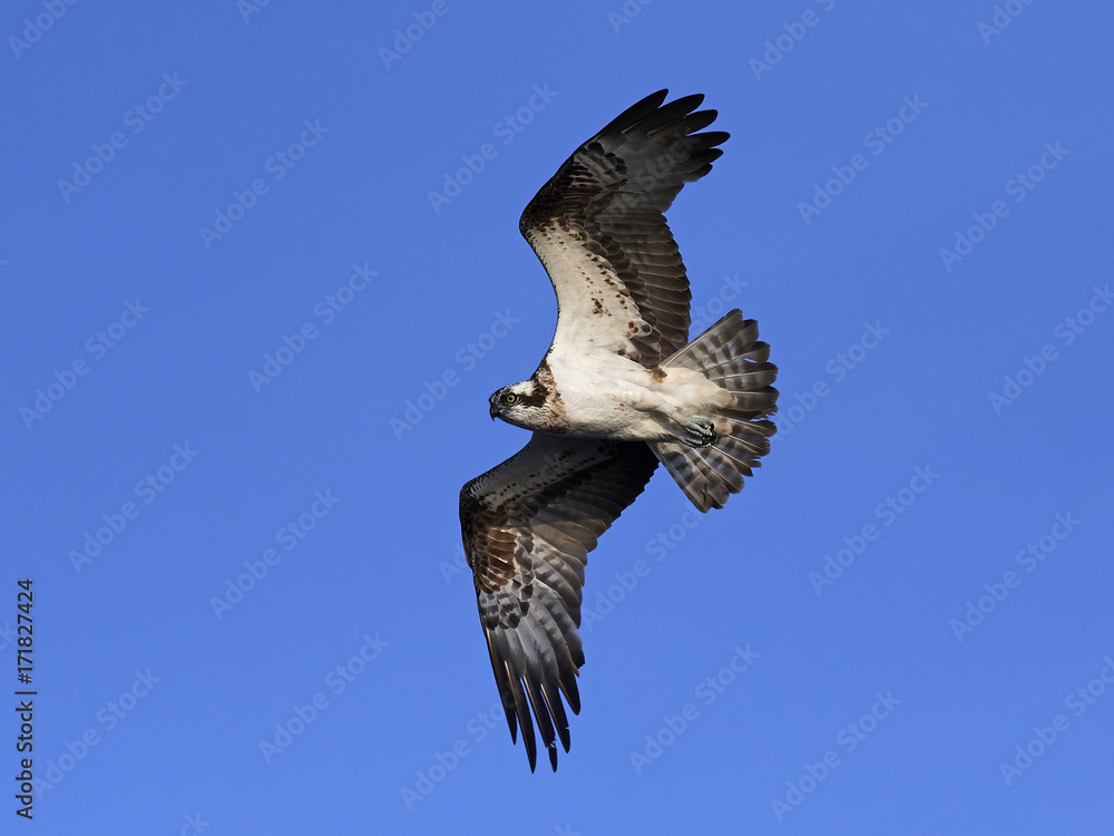 Fototapeta premium Osprey (Pandion haliaetus)