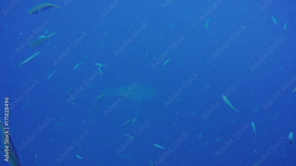 Great white shark swims in deep murky water, Fiji Great white shark swims in deep murky water, Fiji