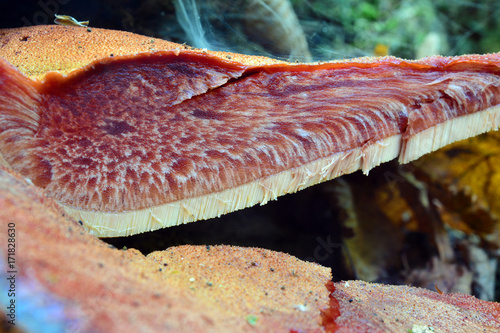 Photos fistulina hepatica mushroom