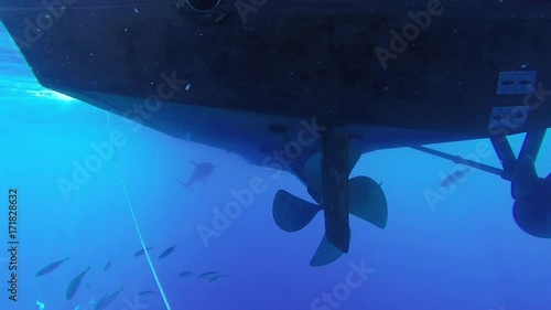 Wallpaper Mural Great white shark swims underneath boat, shark cage POV Torontodigital.ca