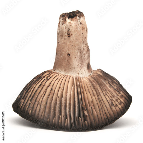 Russula nigricans mushroom photo