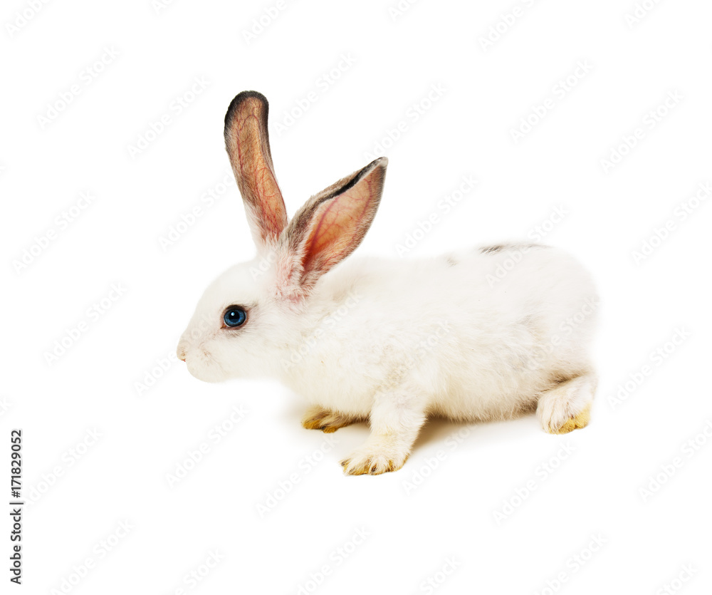 Obraz premium of rabbit