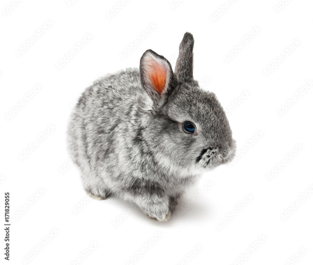 Obraz premium rabbit