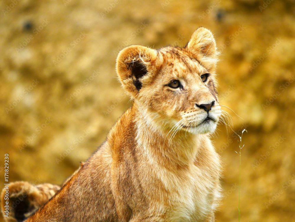 Obraz premium Lionceaux