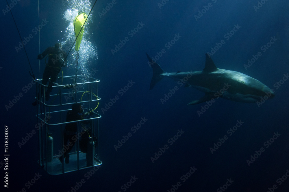 Fototapeta premium Nurkowie w klatce z żarłaczem białym pod wodą