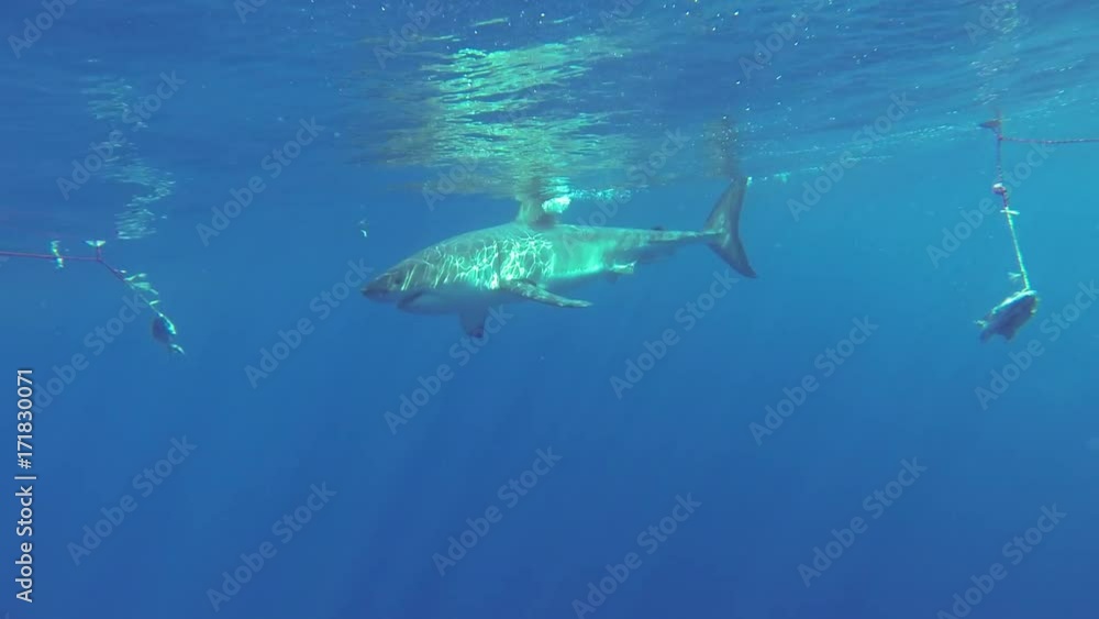 Cage divers watch shark attack bait, POV Cage divers watch shark attack bait, POV