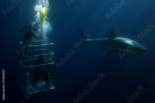 Divers in a cage with Great White shark underwater