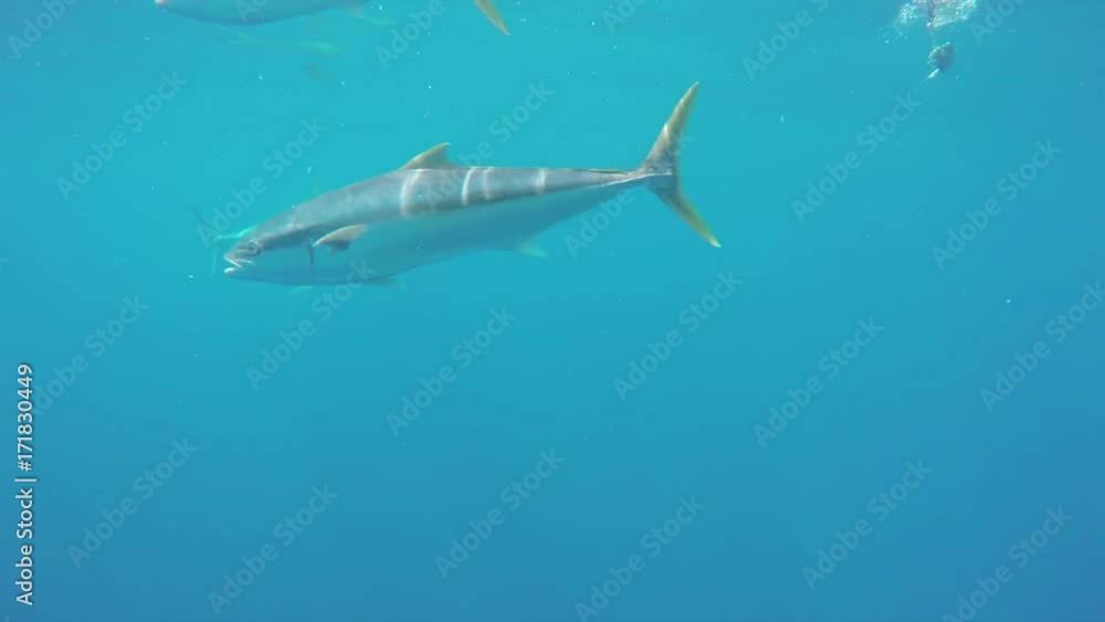 Lone great white in tropical ocean Lone great white in tropical ocean