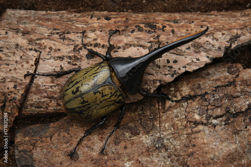 Foto Dynastes hercules beetle