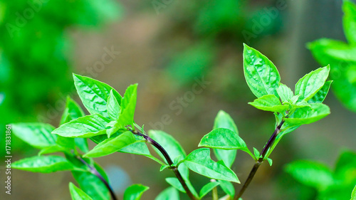 Fresh basil Basil leaves.