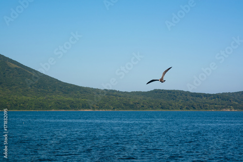 Cormorant flying over sea.