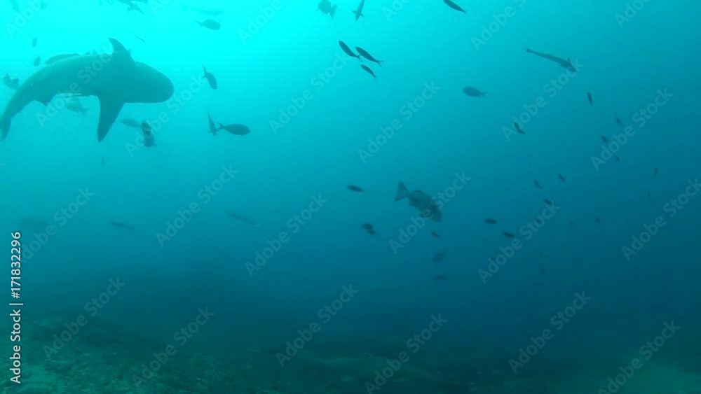 Sharks swim in murky water, underwater POV Sharks swim in murky water, underwater POV