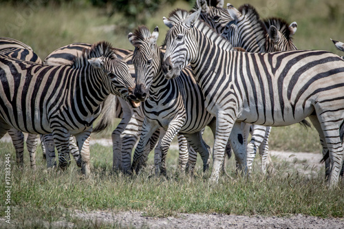 Three Zebras bonding in the Chobe.
