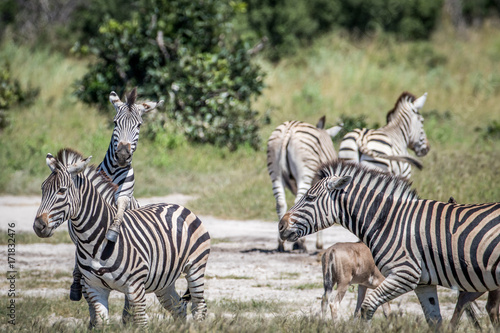Fototapeta Naklejka Na Ścianę i Meble -  Group of Zebras playing in Chobe.