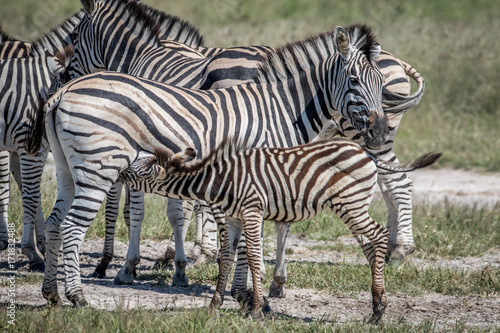 Zebra calf suckling from his mother.