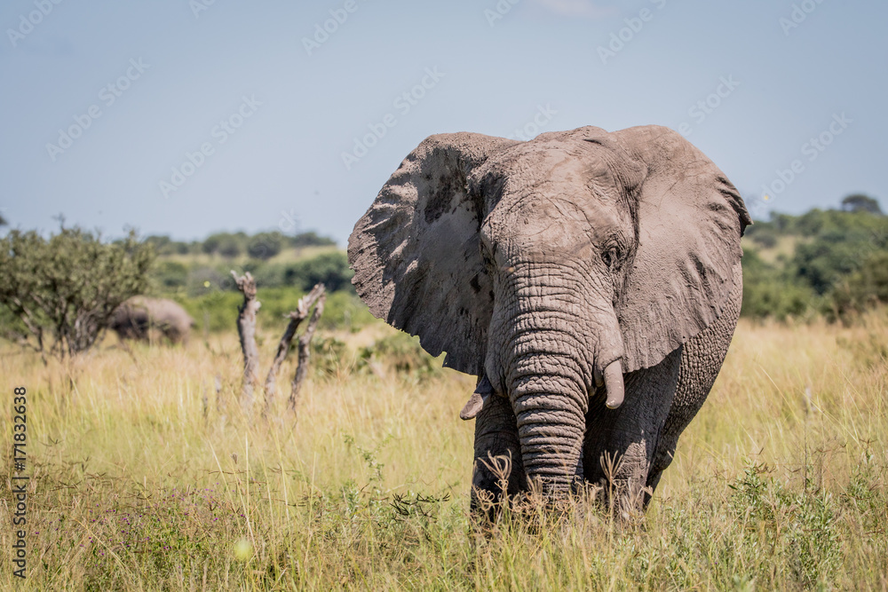 Elephant standing in high grass.