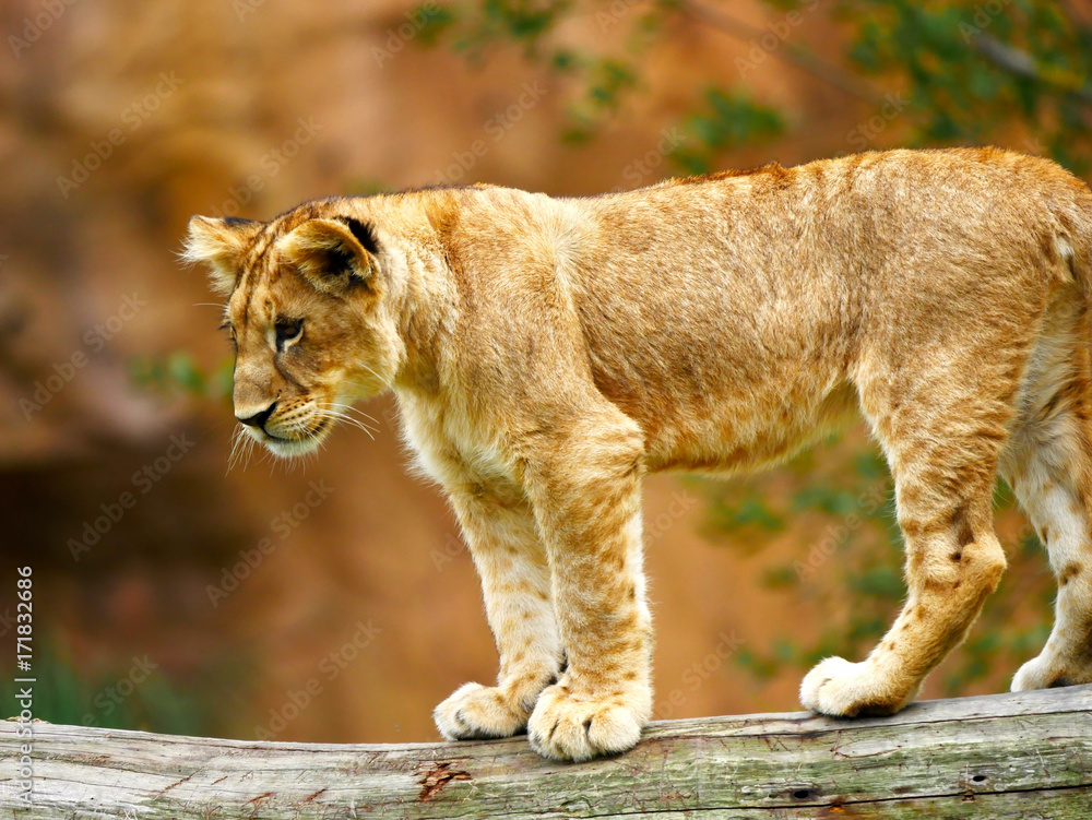 Fototapeta premium Lionceau