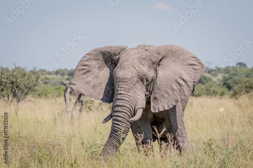 Elephant standing in high grass.