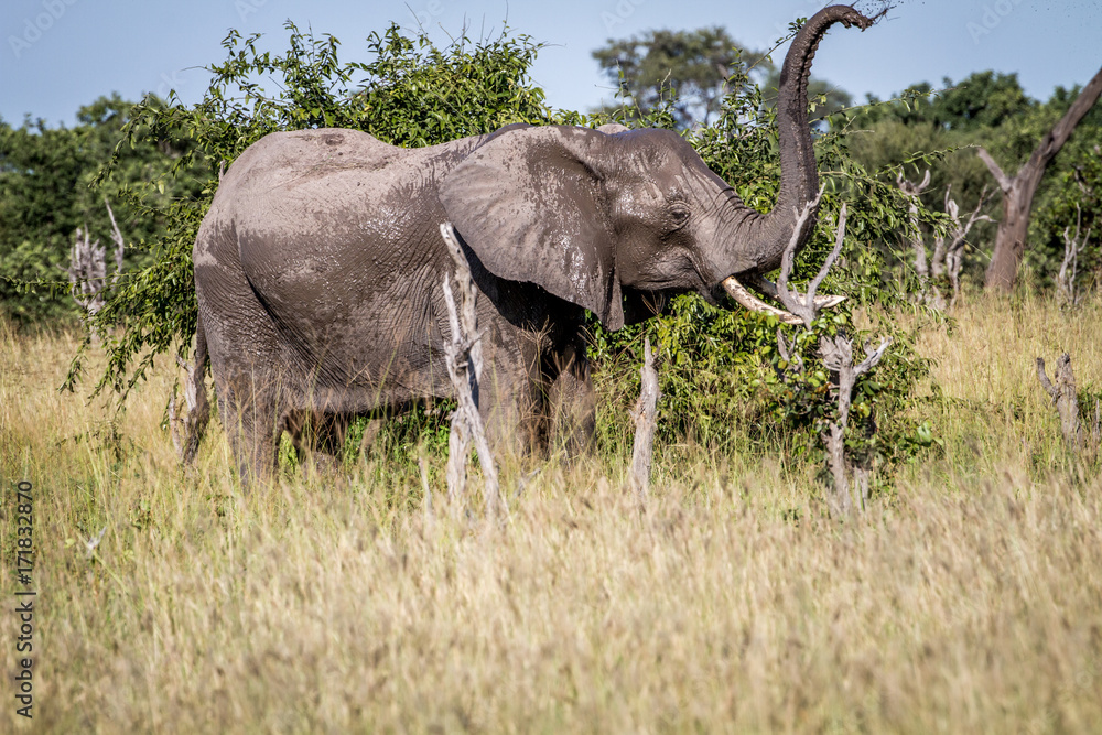 Fototapeta premium Elephant standing in the grass.