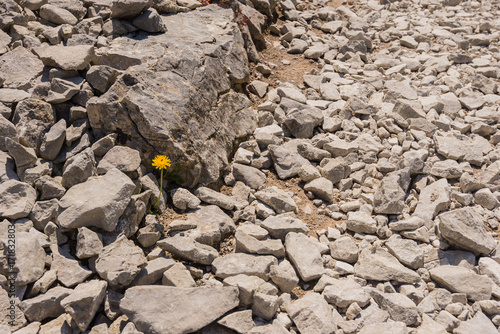 Fototapeta Naklejka Na Ścianę i Meble -  Lone Dandelion in field of rocks
