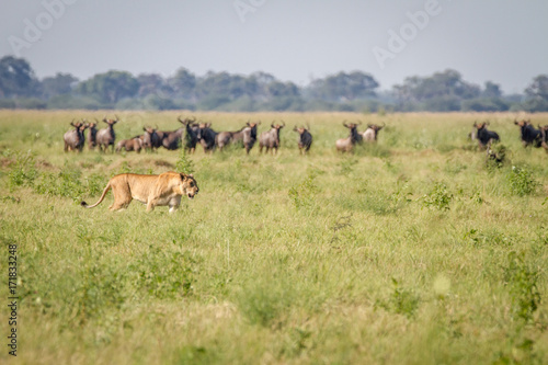 Lion walking in front of Blue wildebeests.