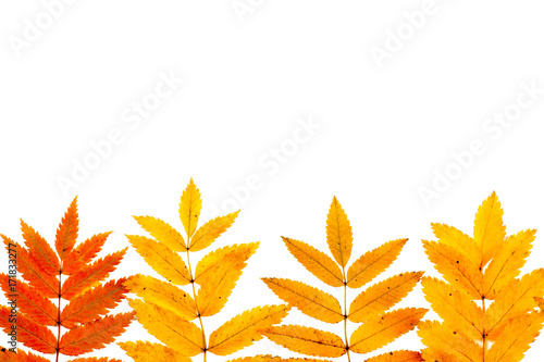 autumn rowan leaves collection  object set isolated on white